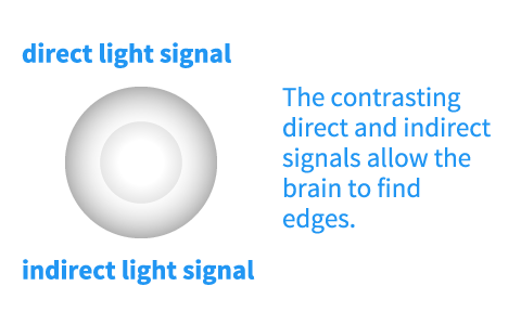 diagram of the human eye's receptive field