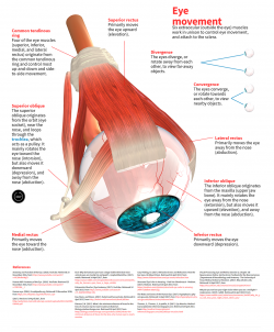 diagram of human eye movement