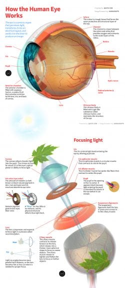 diagram of how the human eye works