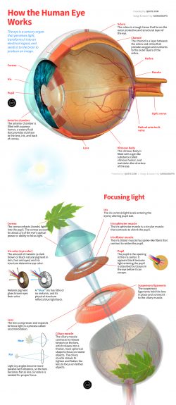diagram of how the human eye works