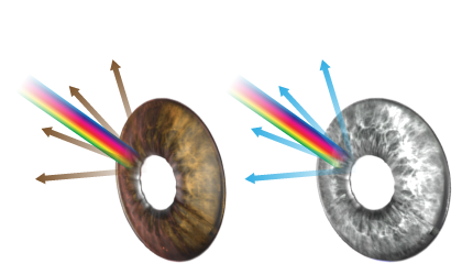 diagram of the human eye iris