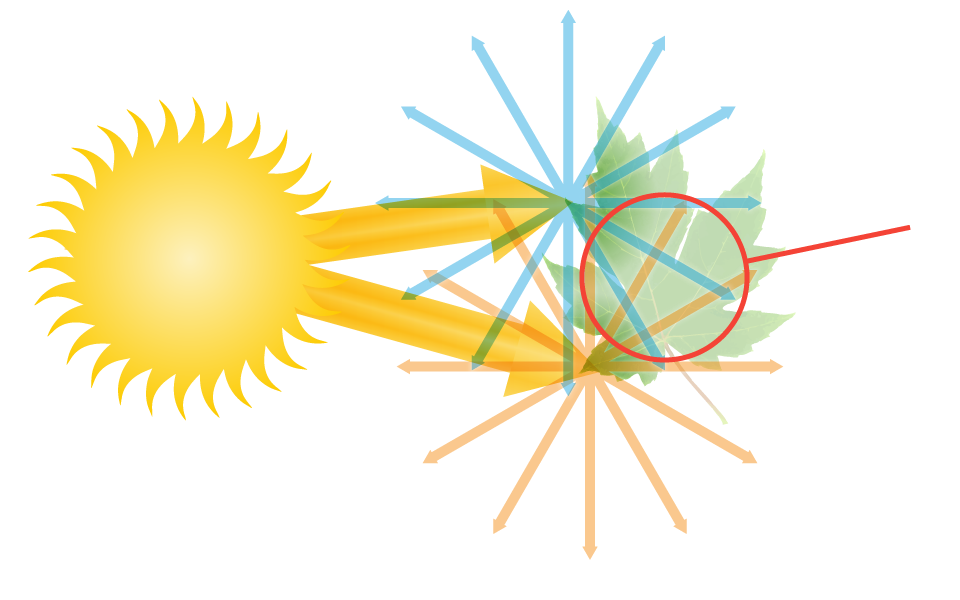 diagram of the how light enters the human eye