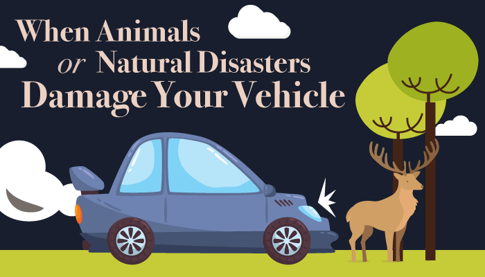 When Animals or Natural Disasters Damage Your Vehicle