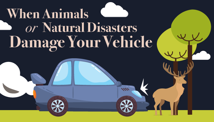 When Animals or Natural Disasters Damage Your Vehicle When Animals or Natural Disasters Damage Your Vehicle